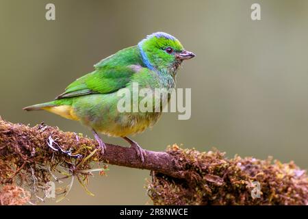 Golden-browed chlorophonia (Chlorophonia callophrys, female) from San Gerardode Dota, centra Costa Rica highland. Stock Photo