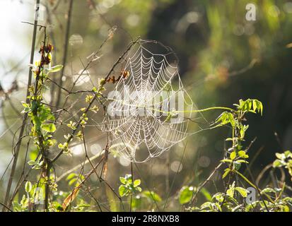 Spider Web at dawn taken in north Georgia right after sunrise.  the only way to see these webs is to have the sun reflect off of them. Stock Photo