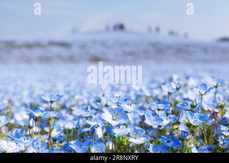 Nemophila in Hitachi-Kaihin Park Stock Photo