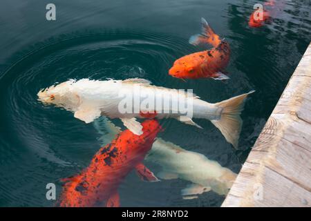 Heart carp in Bishamon-numa Stock Photo