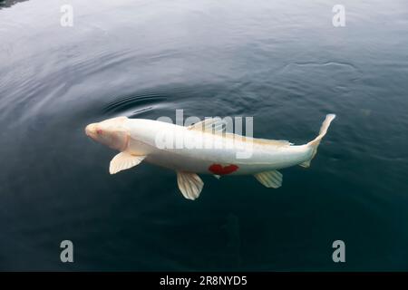 Heart carp in Bishamon-numa Stock Photo