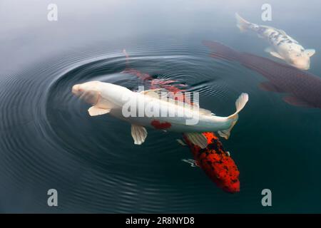 Heart carp in Bishamon-numa Stock Photo