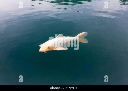 Heart carp in Bishamon-numa Stock Photo