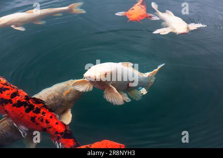 Heart carp in Bishamon-numa Stock Photo