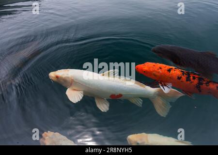 Heart carp in Bishamon-numa Stock Photo