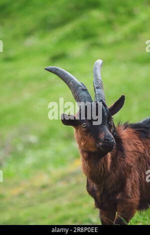 a portrait of young black-brown goat buck on the green mountain meadow at a summer day Stock Photo