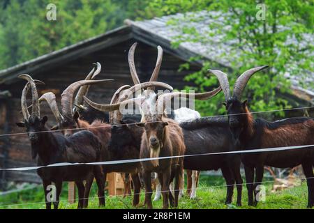a group of goats with long horns and goatee is gated on a green mountain meadow in summer Stock Photo