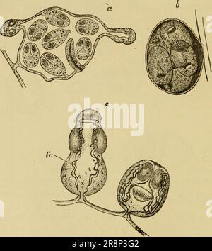 Aorta Insect Elementary text-book of zoology, general Elementary text-book of ...