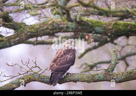 Side view of a wild, UK common buzzard bird (Buteo buteo) perching isolated on a large tree branch. Stock Photo