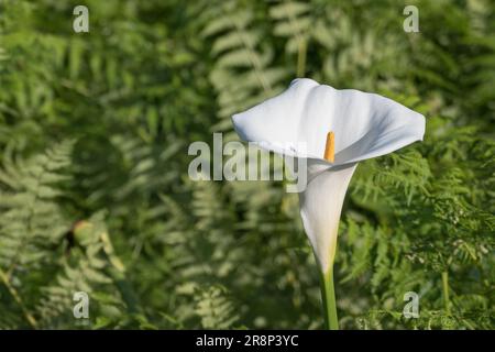 Zantedeschia aethiopica flower close up blooming in summer outdoors Stock Photo
