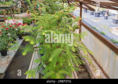 bonsai Metasequoia glyptostroboides dawn redwood tree potted growing in a greenhouse indoor Stock Photo