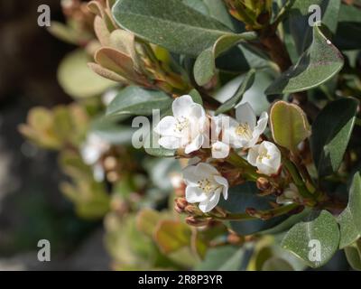 Rhaphiolepis umbellata white flowers close up with sunlight in hawthorne plant outdoors Stock Photo