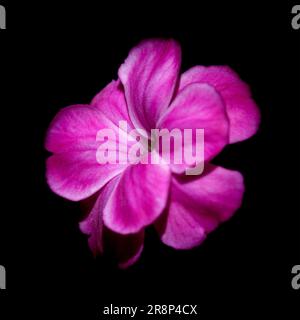 Macro shot of a flower with red petals on a dark background Stock Photo