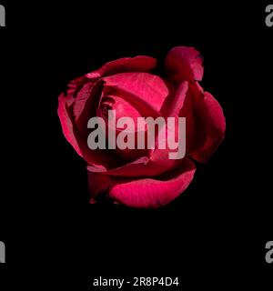 Macro photo of a closed red rose on a black background Stock Photo