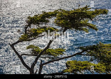 Sitka Spruce, Picea sitchensis, shaped by wind at Cape Flattery, Makah Nation, Washington State, USA [Editorial licensing only] Stock Photo