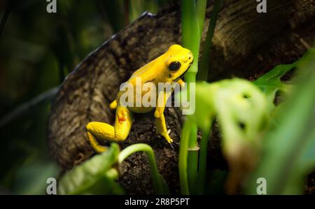 Also known as the Golden Poison Frog or the Golden Poison Arrow Frog. Known to be the post poisonous animal on the planet. Stock Photo