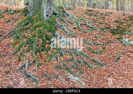 Beech trees in the autumn forest with fallen leaves and roots. Stock Photo