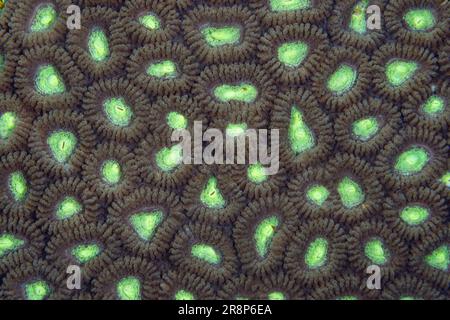 Detail of a reef-building coral colony, Favites sp., growing on a diverse reef in Indonesia. Many genetically identical polyps make up large colonies. Stock Photo