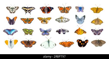 set of green butterflies isolated on a white background. High quality ...