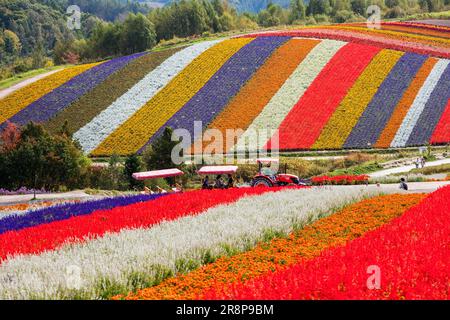 Flower field in Shikisai no Oka Stock Photo