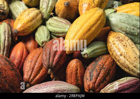 Colorful cacao pod background macro close up view Stock Photo