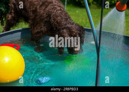 a brown dog, a pudelpointer, is playing in the water in a dog pool on a hot summer day Stock Photo