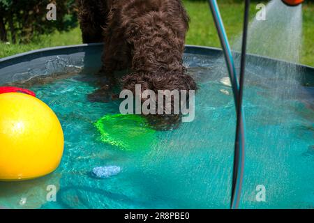 a brown dog, a pudelpointer, is playing in the water in a dog pool on a hot summer day Stock Photo