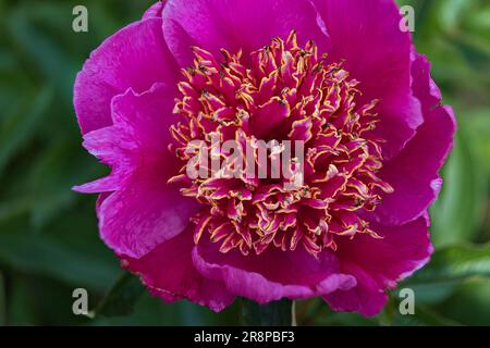 Peony 'Neon' beautiful pink Peony flower Stock Photo - Alamy