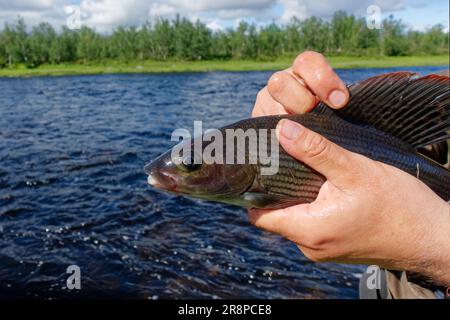 Fisherman caught a large grayling in Swedish Lapland in July 2022. Stock Photo