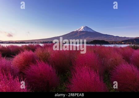 Kochia in Oishi Park and Mt. Stock Photo