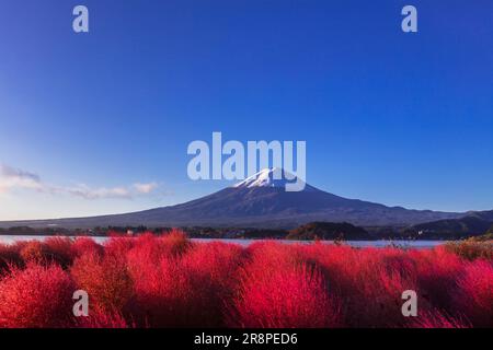 Kochia in Oishi Park and Mt. Stock Photo