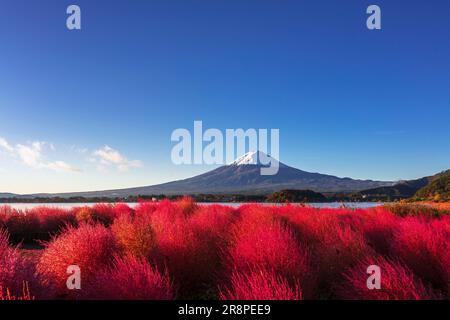 Kochia in Oishi Park and Mt. Stock Photo