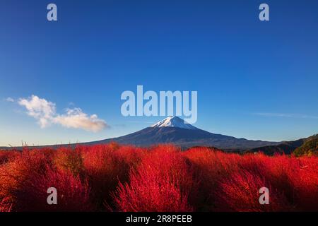 Kochia in Oishi Park and Mt. Stock Photo