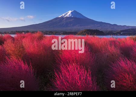 Kochia in Oishi Park and Mt. Stock Photo