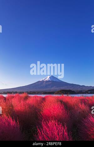 Kochia in Oishi Park and Mt. Stock Photo