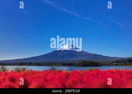 Kochia in Oishi Park and Mt. Stock Photo