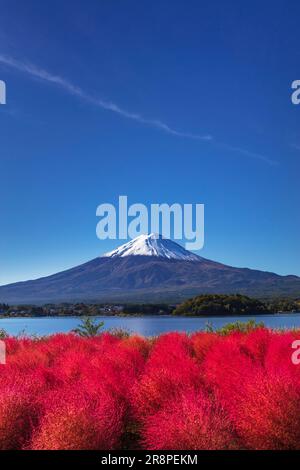 Kochia in Oishi Park and Mt. Stock Photo