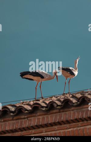 On a clear day, two storks gracefully perch on a roof, their elegant silhouettes adding to the charm of the scene. Stock Photo