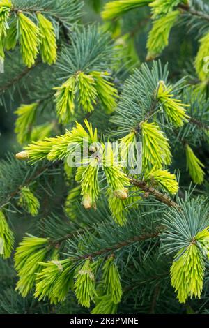 Brewers Weeping Spruce Picea breweriana 'Fruehlings Gold' aka Picea breweriana 'Fruhlingsgold' Brewer Spruce Tree Branches Picea Shoots Spruce Foliage Stock Photo