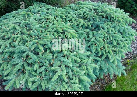 Colorado Blue Spruce, Picea pungens 'Nidiformis', Prostrate, Spruce Spring Branches Blue Needles Stunted Specimen Conifer plant Low Cultivar Stock Photo