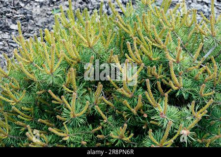 Pinus sylvestris, Scots Pine, Pinus sylvestris 'Little Brolly' Stock Photo