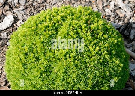 White spruce Picea glauca 'Tiny', Spruce, Dwarf, Tree, Miniature, Coniferous, Spherical, Form Stock Photo