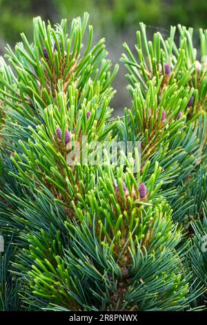 Arolla Pine Needles Pinus cembra 'Sabathy Whutte' Swiss Stone Pine Foliage Pinus Branch Closeup Stock Photo