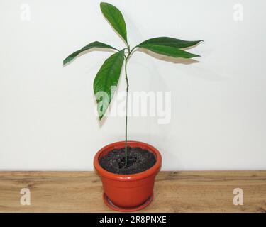 Avocado plant with several leaves in a pot Stock Photo