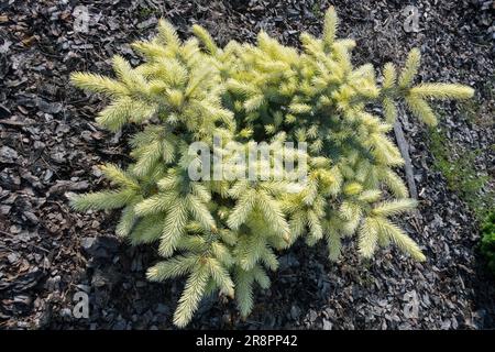 Low Specimen Tree Bright Colour Cultivar Small Tiny Dwarf Picea pungens 'Jan Byczkowski' Spring Spruce Stunted Conifer Coniferous Foliage Branches Stock Photo