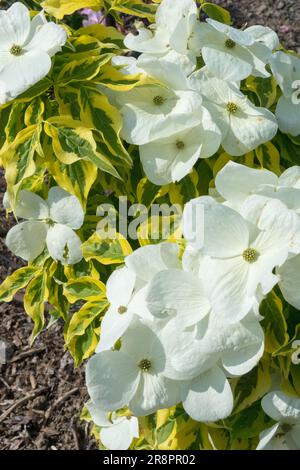 Cornus × rutgersensis 'Celestial Shadow' Cornus Flowers Flowering Dogwood White Yellow Leaves Variegated Foliage Spring Blooming Shrub Golden Yellow Stock Photo