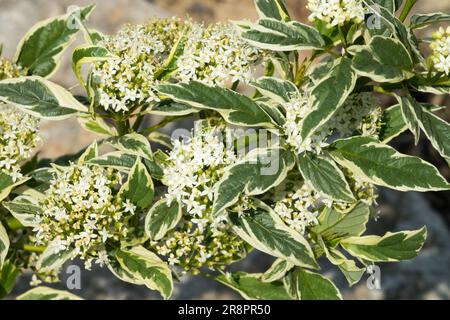Cornus sericea (Red osier dogwood), cluster of white berries on