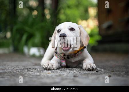 White labrador puppy resting outdoor. Cute white dog. White Labrador Retriever is lying in summer day Stock Photo