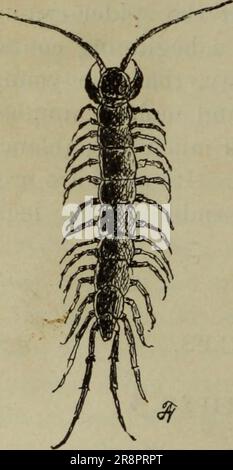 'Elementary lessons in zoölogy : a guide in studying animal life and structure in field and laboratory' (1896) Stock Photo