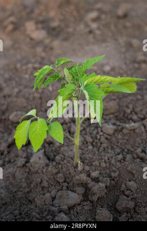 Freshly planted seedlings of tomatoes in the garden. Agriculture, planting on a large scale Stock Photo